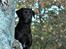 Labrador retriever Indiana