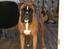 Boxer Von Ellinghaus Indurain (kaldes Ilio)