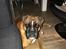 Boxer Von Ellinghaus Indurain (kaldes Ilio)