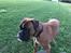 Boxer Von Ellinghaus Indurain (kaldes Ilio)