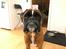 Boxer Von Ellinghaus Indurain (kaldes Ilio)
