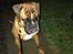 Boxer Von Ellinghaus Indurain (kaldes Ilio)