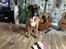 Boxer Von Ellinghaus Indurain (kaldes Ilio)