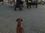Boxer Von Ellinghaus Indurain (kaldes Ilio)