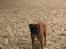 Boxer Von Ellinghaus Indurain (kaldes Ilio)