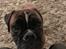 Boxer Von Ellinghaus Indurain (kaldes Ilio)