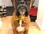Boxer Von Ellinghaus Indurain (kaldes Ilio)