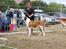 Sankt bernhardshund Jersey 