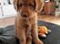Nova scotia duck tolling retriever Marley