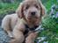 Nova scotia duck tolling retriever Marley