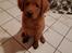 Nova scotia duck tolling retriever Marley