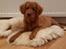 Nova scotia duck tolling retriever Marley