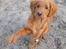 Nova scotia duck tolling retriever Marley