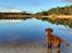 Nova scotia duck tolling retriever Marley