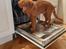 Nova scotia duck tolling retriever Marley