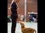 Nova scotia duck tolling retriever Marley