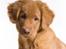 Nova scotia duck tolling retriever Marley