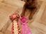 Nova scotia duck tolling retriever Marley
