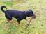 Rottweiler Simi