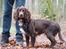 Cocker spaniel Jacko
