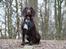 Cocker spaniel Jacko