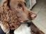 Cocker spaniel Jacko
