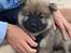 Eurasier Zelda
