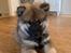Eurasier Zelda