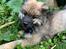 Eurasier Zelda