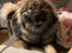 Eurasier Zelda