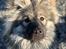 Eurasier Zelda