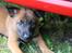 Malinois Working Malinois Deja Vu (Tavi) - Tavi, 7 uger gammel. Taget et par minutter efter jeg pegede og sagde "det skal være hende der!" <3