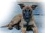 Malinois Working Malinois Deja Vu (Tavi) - Tavi, 8 uger. Dagen efter hun var flyttet ind hos mig :)