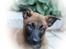 Malinois Working Malinois Deja Vu (Tavi) - Tavi, 8 uger. Dagen efter hun var flyttet ind hos mig :)