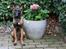 Malinois Working Malinois Deja Vu (Tavi) - Tavi, 4 måneder gammel.