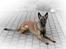 Malinois Working Malinois Deja Vu (Tavi) - Tavi, 11 måneder gammel. Begynder at ligne en voksen hund nu :)