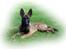 Malinois Working Malinois Deja Vu (Tavi) - Tavi, 3 måneder gammel. 