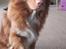 Nova scotia duck tolling retriever Flóki/Toller's Delight Viking Warrior - Flóki 16 mdr. 