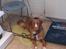 Nova scotia duck tolling retriever Flóki/Toller's Delight Viking Warrior - Flóki 15 mdr. under træning i dyrlægens venteværelse. 