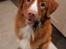 Nova scotia duck tolling retriever Flóki/Toller's Delight Viking Warrior - Flóki (14 mdr) hjælper mig med at samle tabte genstande op, på de dage jeg ikke selv kan. 