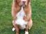 Nova scotia duck tolling retriever Flóki/Toller's Delight Viking Warrior - Flóki 1 år. 