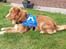 Nova scotia duck tolling retriever Flóki/Toller's Delight Viking Warrior - Flóki 16 mdr. er i træning til servicehund. 