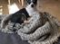 Chihuahua Eddie