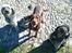 Blanding af racer Lilly (F1B Sproodle) - Lilly til venstre, med sin gode ven Jolly i midten og mor Sandy til højre. 