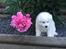 Dansk Spids Snoopy