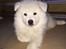 Dansk Spids Snoopy