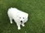 Dansk Spids Snoopy