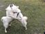 Dansk Spids Snoopy