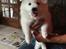 Dansk Spids Snoopy
