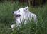 Dansk Spids Snoopy